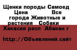 Щенки породы Самоед › Цена ­ 20 000 - Все города Животные и растения » Собаки   . Хакасия респ.,Абакан г.